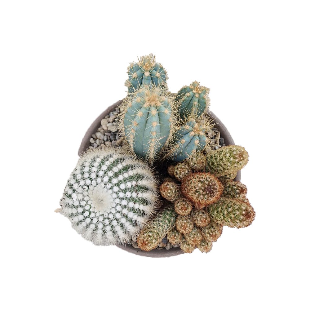 Aranjament Cactusi XXL giveci din lut gri, decor exotic de interior, cadou corporate sau cadou pentru cei dragi