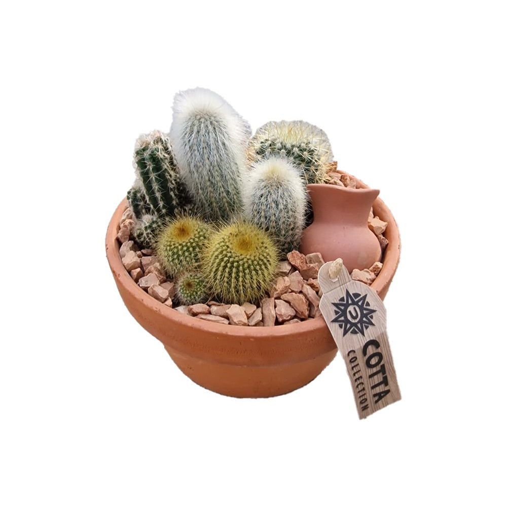 Aranjament Cactusi Terracotta XS, decor exotic de interior, cadou corporate sau cadou pentru cei dragi