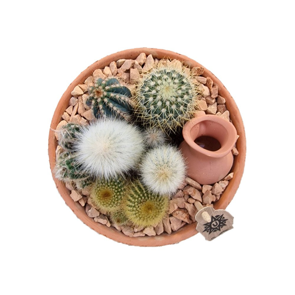 Aranjament Cactusi Terracotta XS, decor exotic de interior, cadou corporate sau cadou pentru cei dragi