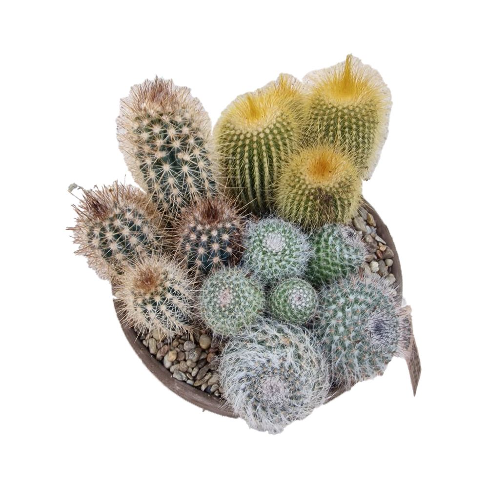 Aranjament Cactusi XXL giveci din lut gri, decor exotic de interior, cadou corporate sau cadou pentru cei dragi model II