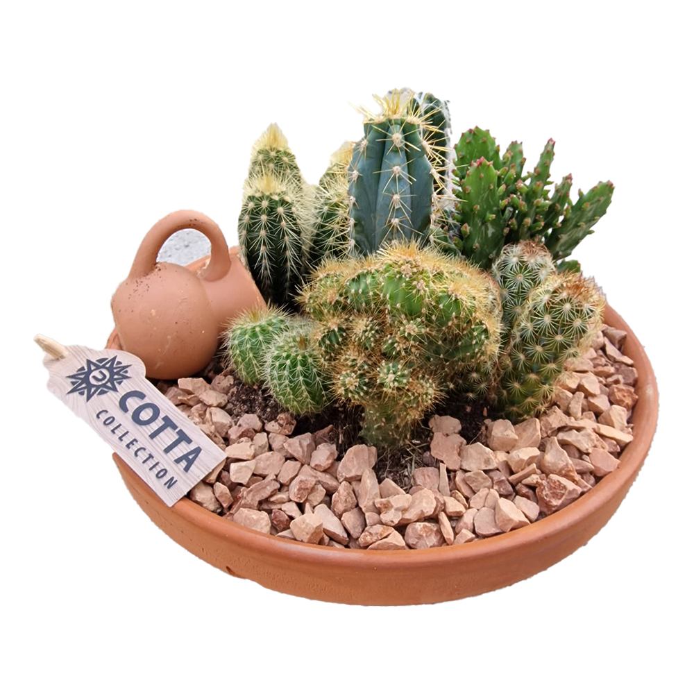 Aranjament Cactusi XXL Terracotta, decor exotic de interior, cadou corporate sau cadou pentru cei dragi
