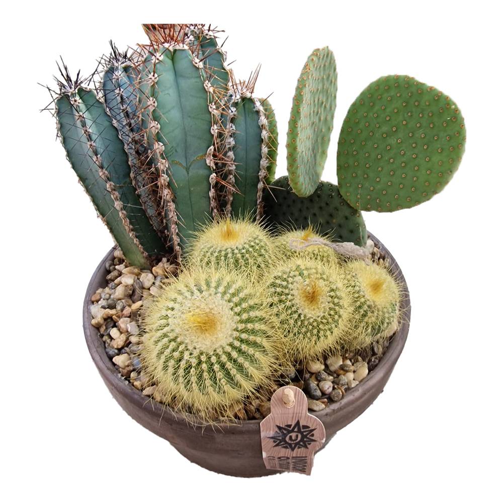 Aranjament Cactusi XXL giveci din lut gri, decor exotic de interior, cadou corporate sau cadou pentru cei dragi model II