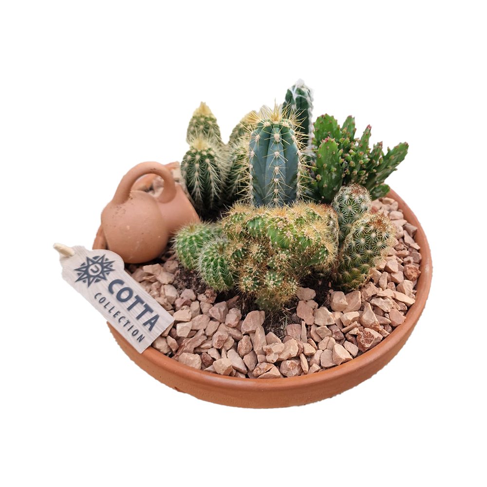 Aranjament Cactusi XXL Terracotta, decor exotic de interior, cadou corporate sau cadou pentru cei dragi