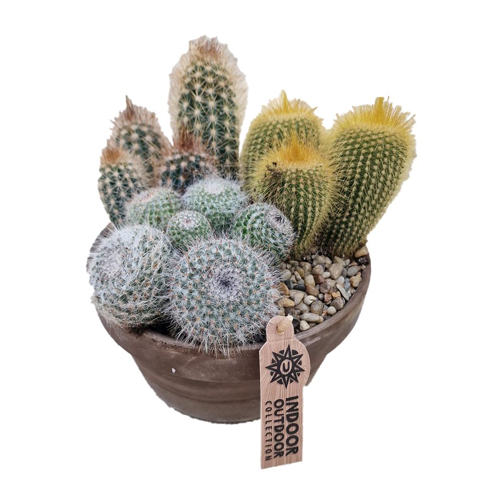 Aranjament Cactusi XXL giveci din lut gri, decor exotic de interior, cadou corporate sau cadou pentru cei dragi model II