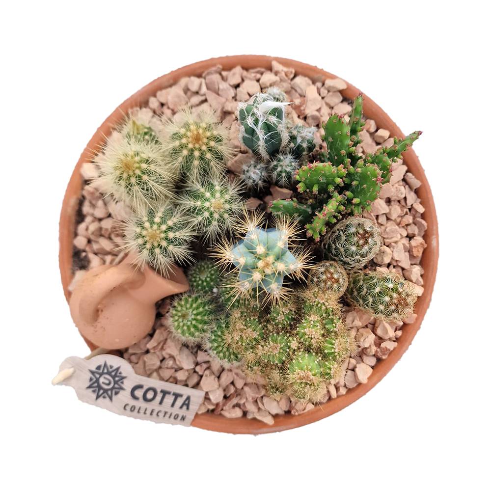 Aranjament Cactusi XXL Terracotta, decor exotic de interior, cadou corporate sau cadou pentru cei dragi