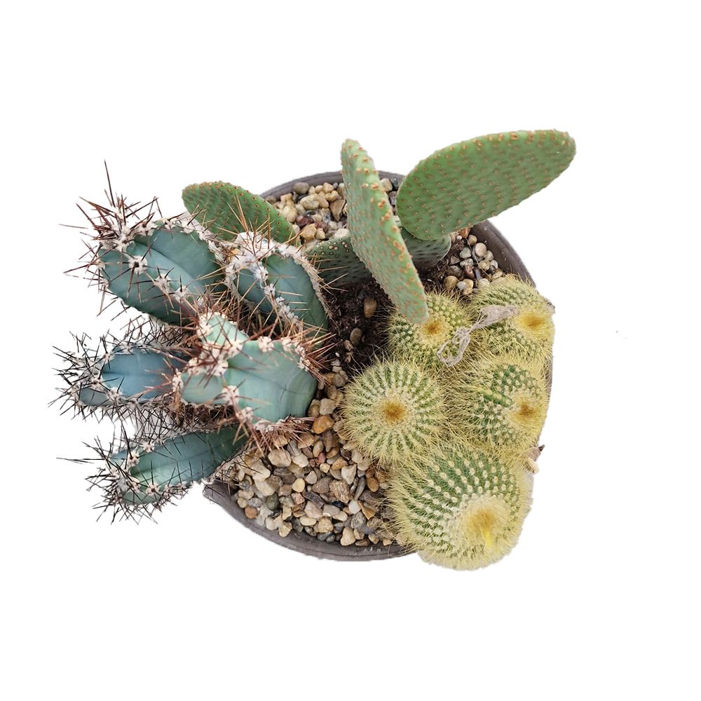 Aranjament Cactusi XXL giveci din lut gri, decor exotic de interior, cadou corporate sau cadou pentru cei dragi model II