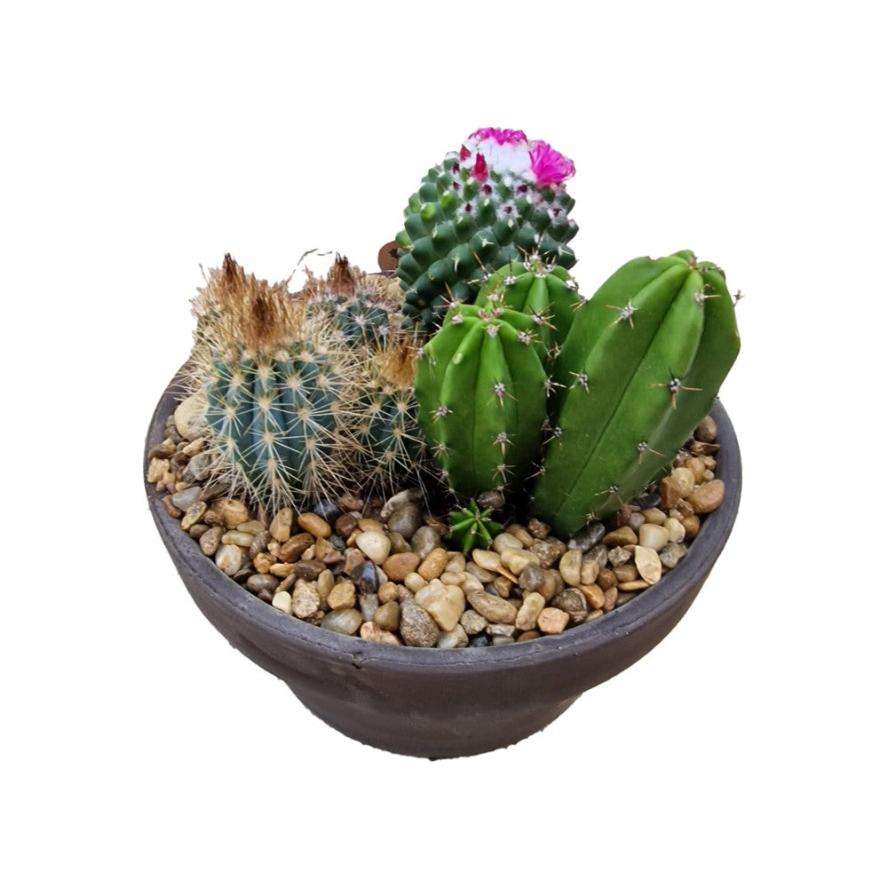 Aranjament Cactusi XS, decor exotic de interior, cadou corporate sau cadou pentru cei dragi, model II