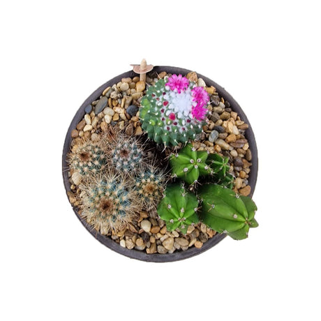 Aranjament Cactusi XS, decor exotic de interior, cadou corporate sau cadou pentru cei dragi, model II