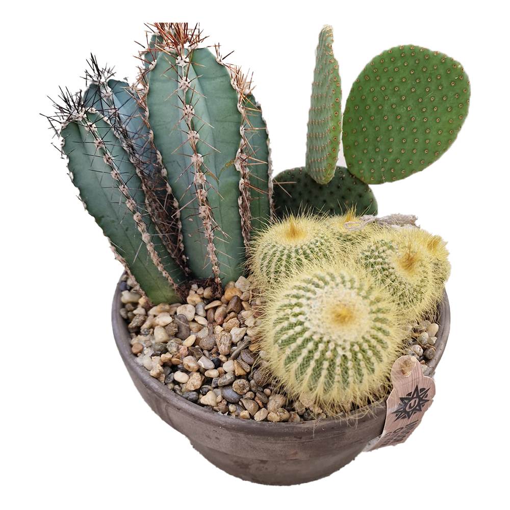 Aranjament Cactusi XXL giveci din lut gri, decor exotic de interior, cadou corporate sau cadou pentru cei dragi model II