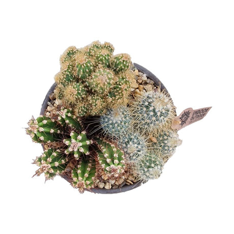 Aranjament Cactusi XS, decor exotic de interior, cadou corporate sau cadou pentru cei dragi