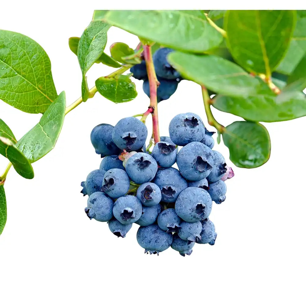 Afin Tarziu Elliot (Vaccinium corymbosum), productiv, cu fructe dulci-acrisoare, an 2 pe rod