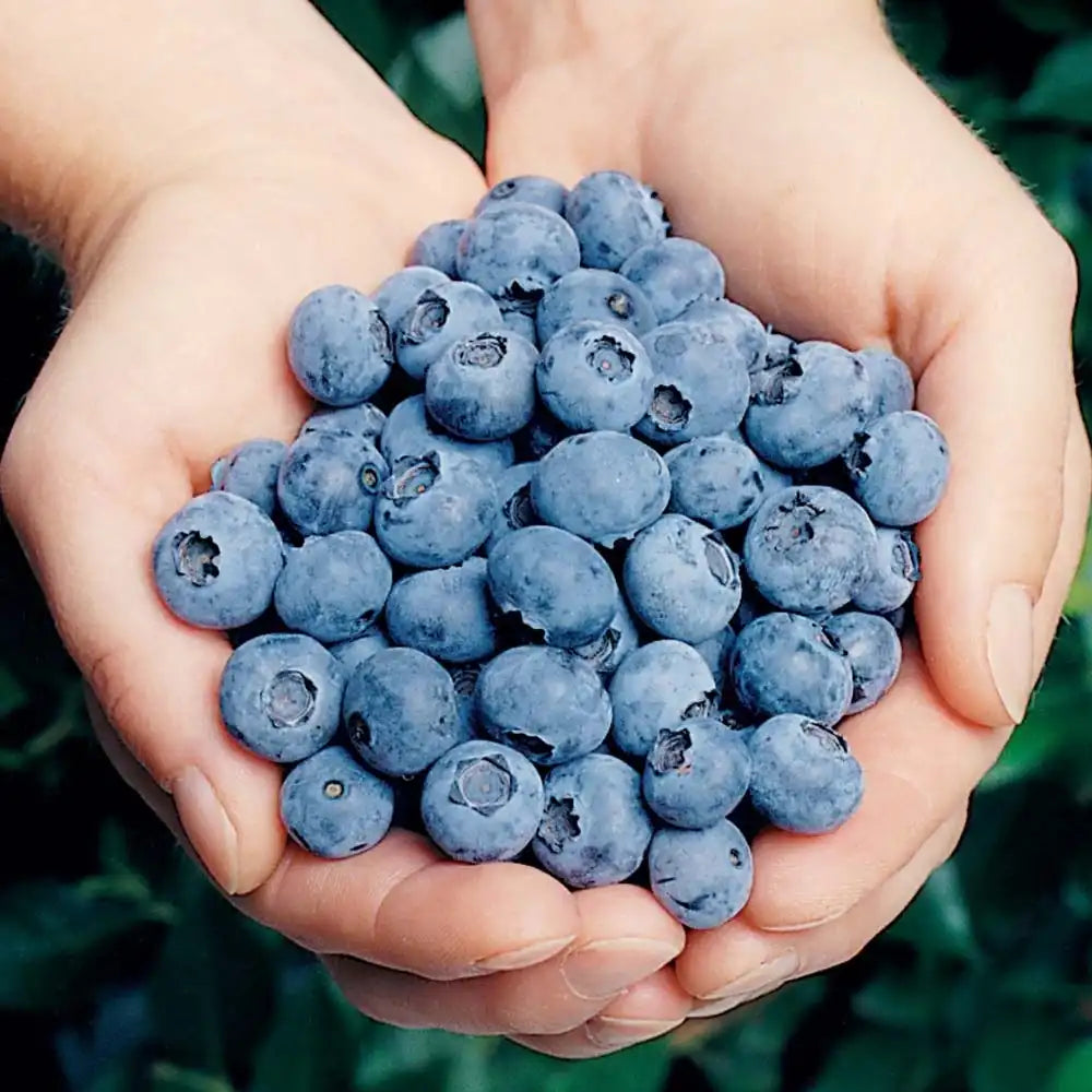 Afin Tarziu Elliot (Vaccinium corymbosum), productiv, cu fructe dulci-acrisoare, an 2 pe rod