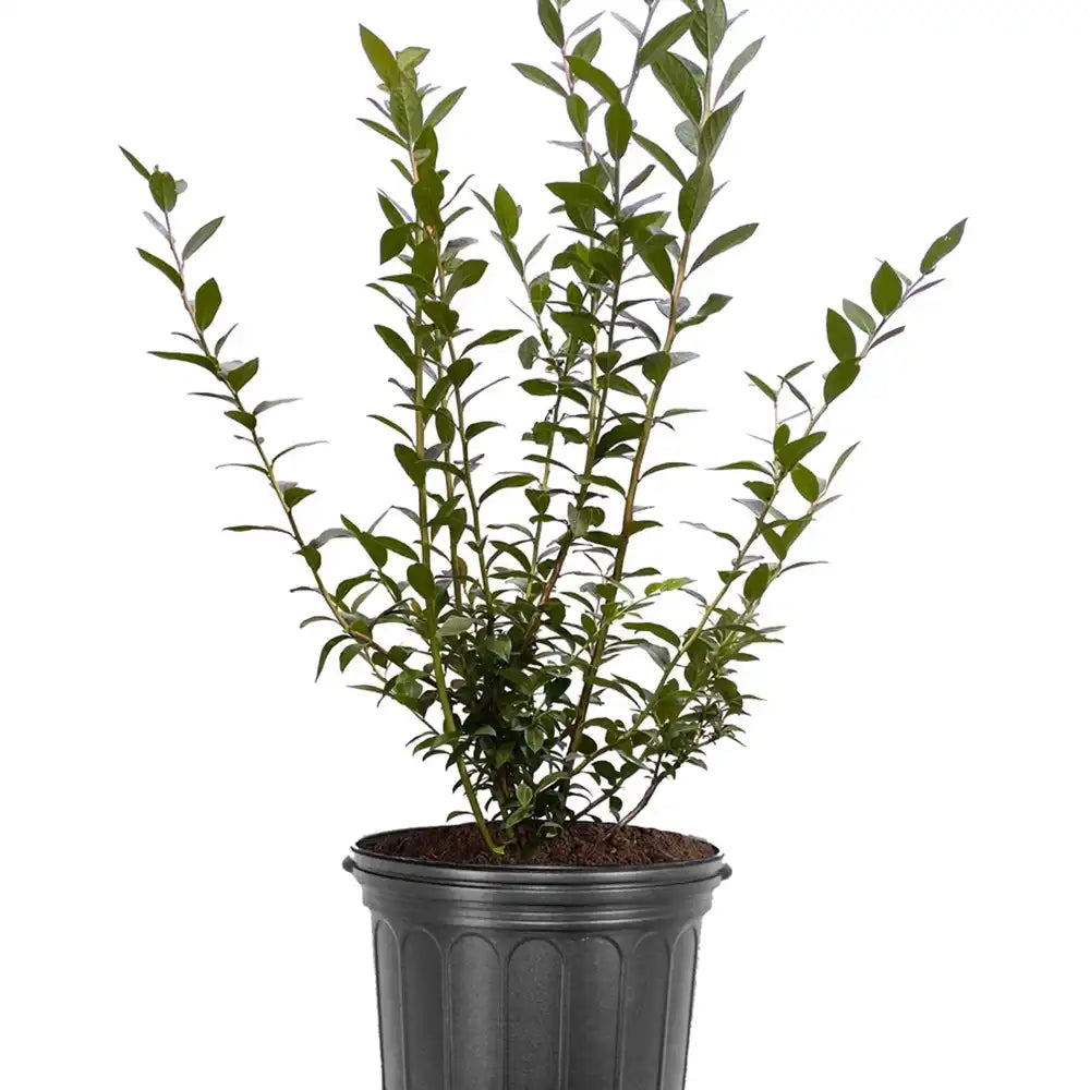 Afin Tarziu Elliot (Vaccinium corymbosum), productiv, cu fructe dulci-acrisoare, an 2 pe rod