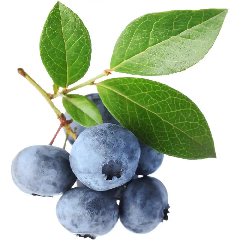 Afin Tarziu Elliot (Vaccinium corymbosum), productiv, cu fructe dulci-acrisoare, an 2 pe rod