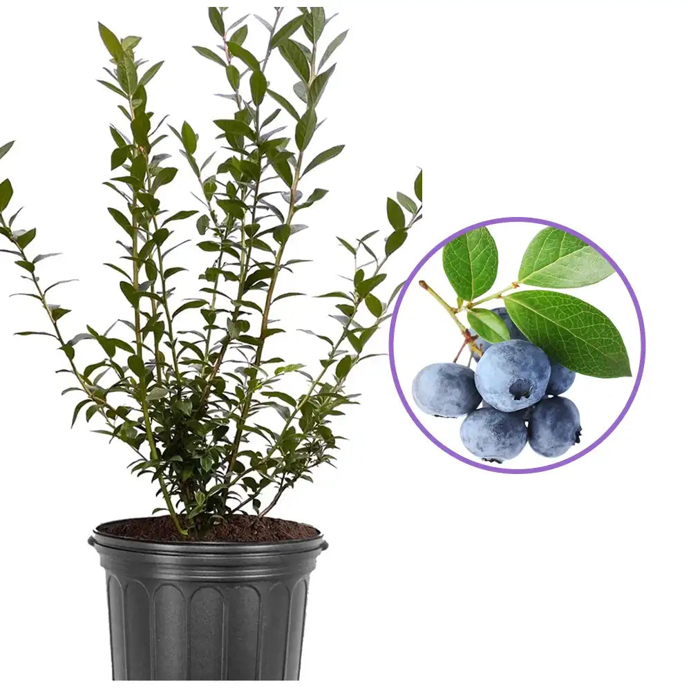 Afin Tarziu Elliot (Vaccinium corymbosum), productiv, cu fructe dulci-acrisoare, an 2 pe rod