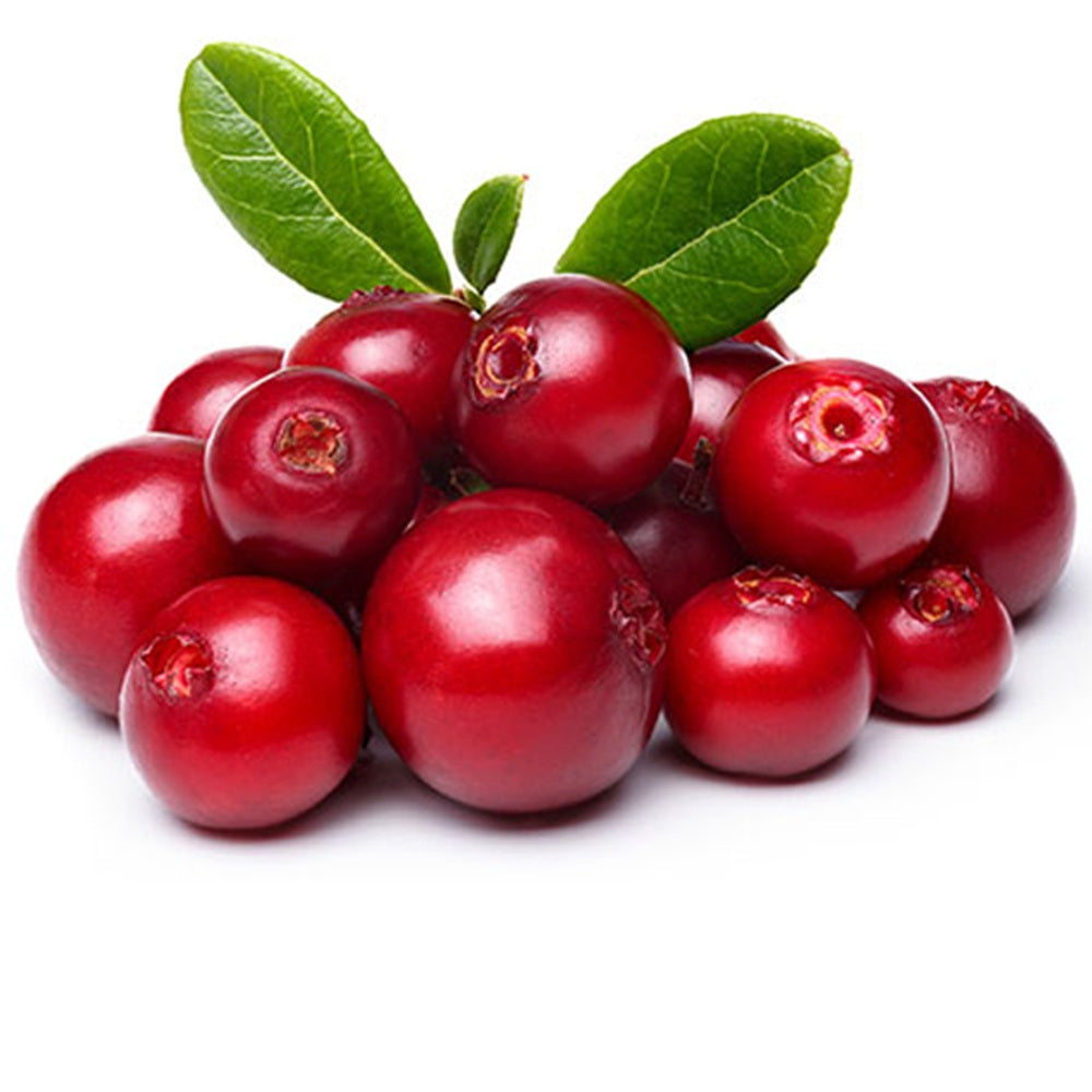 Merisor American Koralle (Vaccinium vitis-idaea), cu fructe aromate rosii
