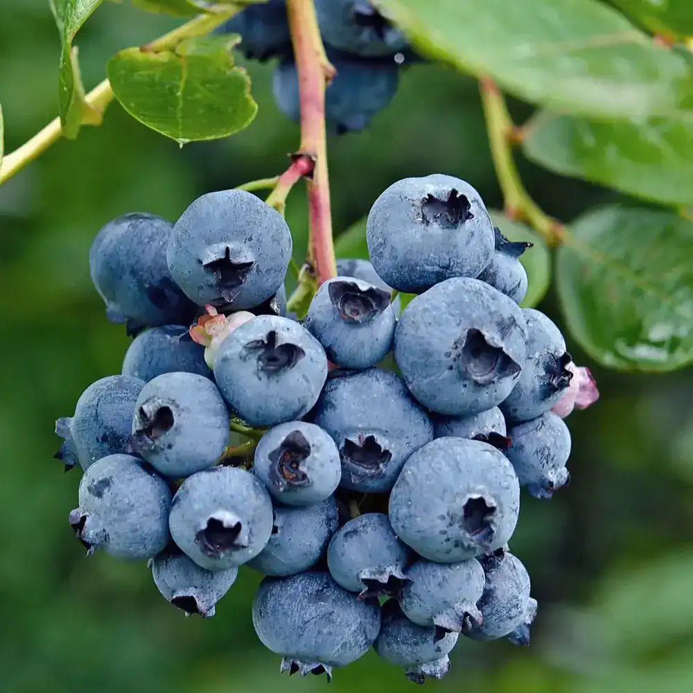 Afin Timpuriu Reka (Vaccinium corymbosum), tufis productiv cu fructe mari albastre dulci-acrisoare, an 1 pe rod