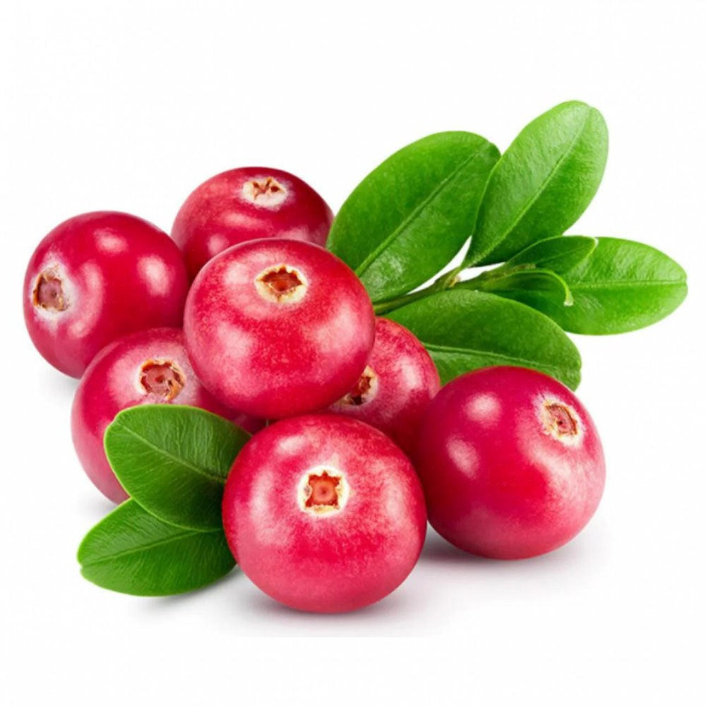 Afin american rosu (Vaccinium macrocarpon Pilgrim), merisor cu fructe mari rosii acrisor, an 1 pe rod