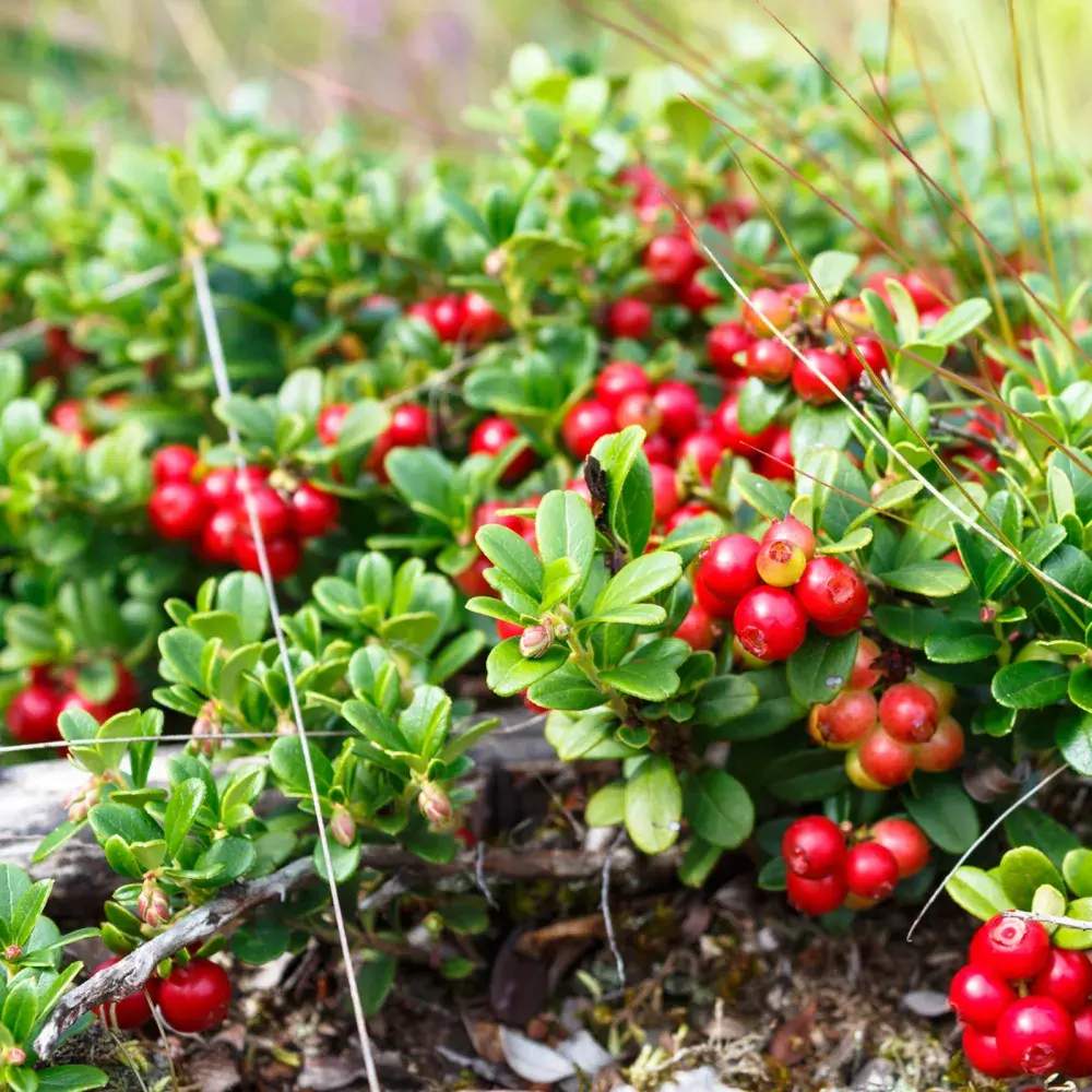 Afin american rosu (Vaccinium macrocarpon Pilgrim), merisor cu fructe mari rosii acrisor, an 1 pe rod