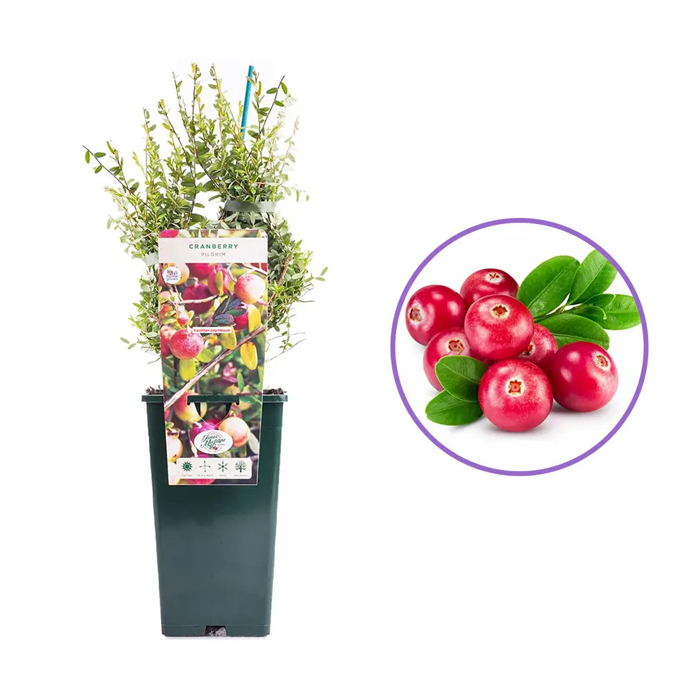 Afin american rosu (Vaccinium macrocarpon Pilgrim), merisor cu fructe mari rosii acrisor, an 1 pe rod