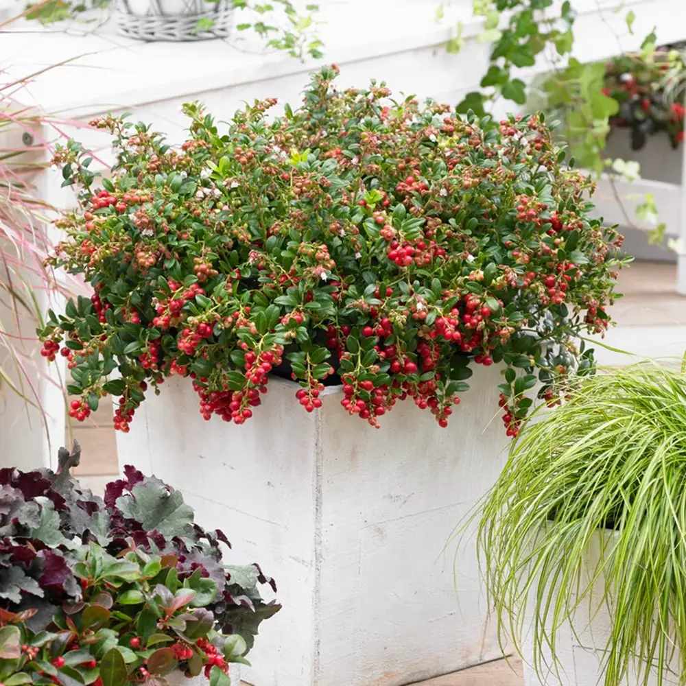 Merisor American Fireballs (Vaccinium vitis-idaea), cu fructe aromate rosii