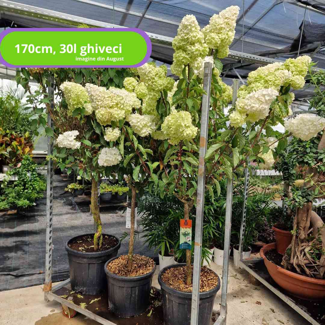 Hortensie de Gradina Tip Copac Vanille Fraise, pomisor cu flori alb-roz capsuna, inflorire lunga vara-toamna, planta decorativa gradina