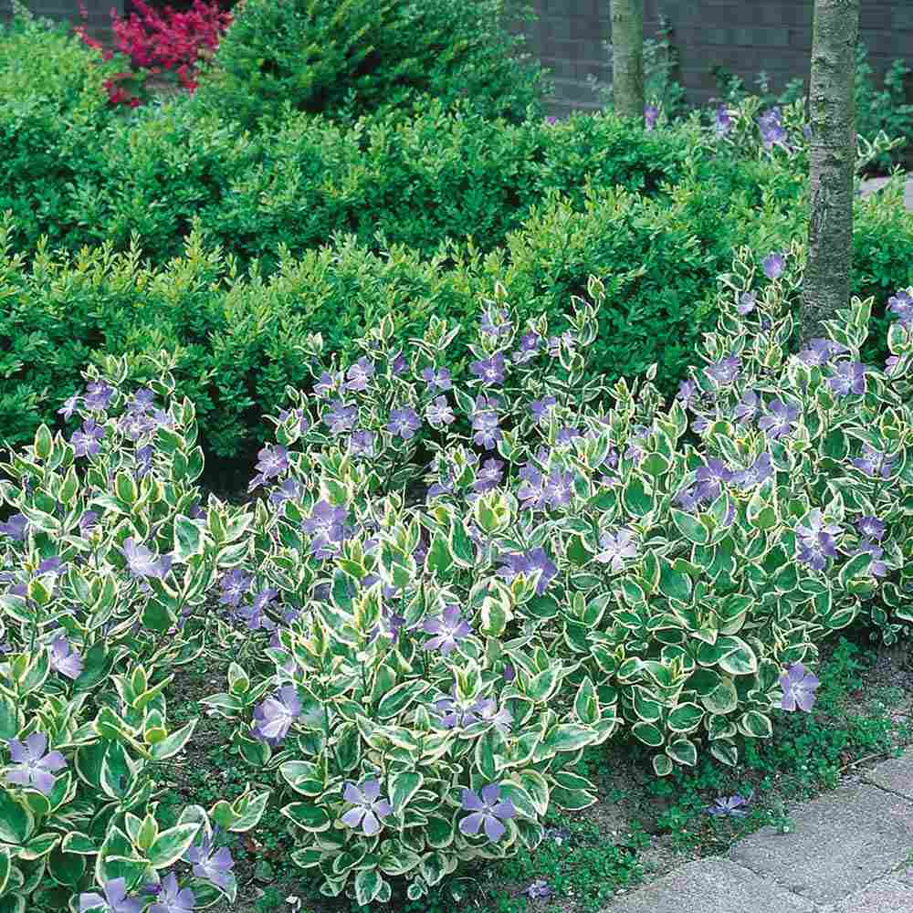Saschiu cu frunza mare Variegata (Vinca Major), taratoare, vesnic verde cu flori albastre-mov, pentru semi-umbra sau umbra