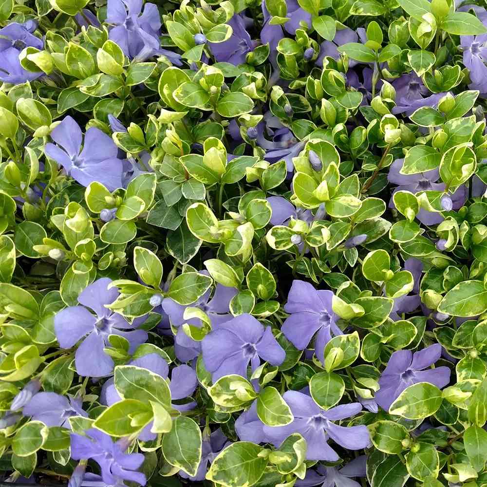Saschiu cu frunza mica (vinca Minor) Ralph Shugert, planta acoperire sol vesnic verde, frunze variegate alb-verde, flori mov primavara, semi-umbra sau umbra