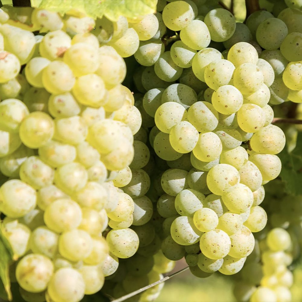 Vita de Vie (Vitis vinifera) Lakemount, cu struguri albi, dulci, an 1 pe rod