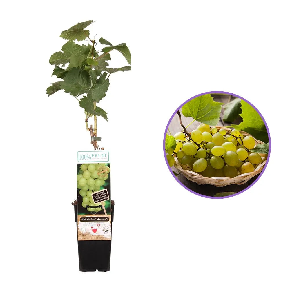 Vita de Vie (Vitis vinifera) Lakemount, cu struguri albi, dulci, an 1 pe rod