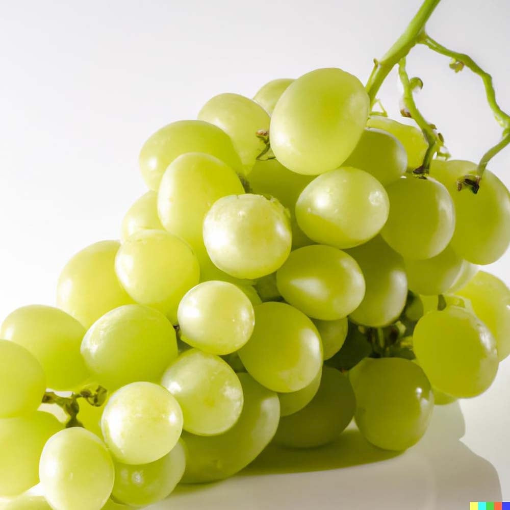 Vita de Vie (Vitis vinifera) Lakemount, cu struguri albi, dulci, an 1 pe rod