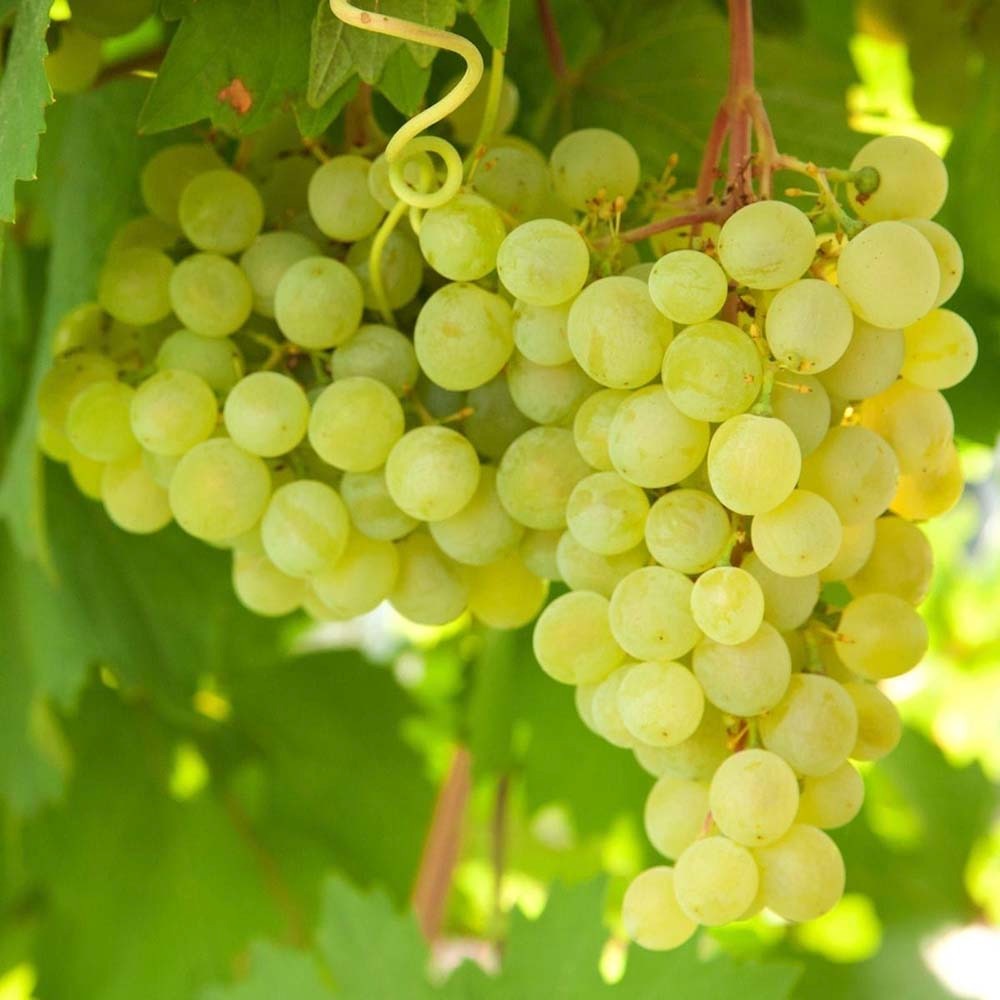 Vita de Vie (Vitis vinifera) Golden Champion, cu struguri mari galbene, an 1 pe rod