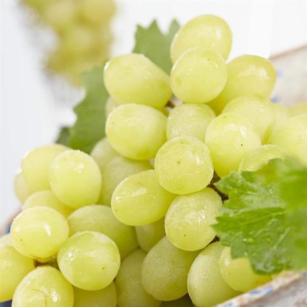 Vita de Vie (Vitis vinifera) Golden Champion, cu struguri mari galbene, an 1 pe rod