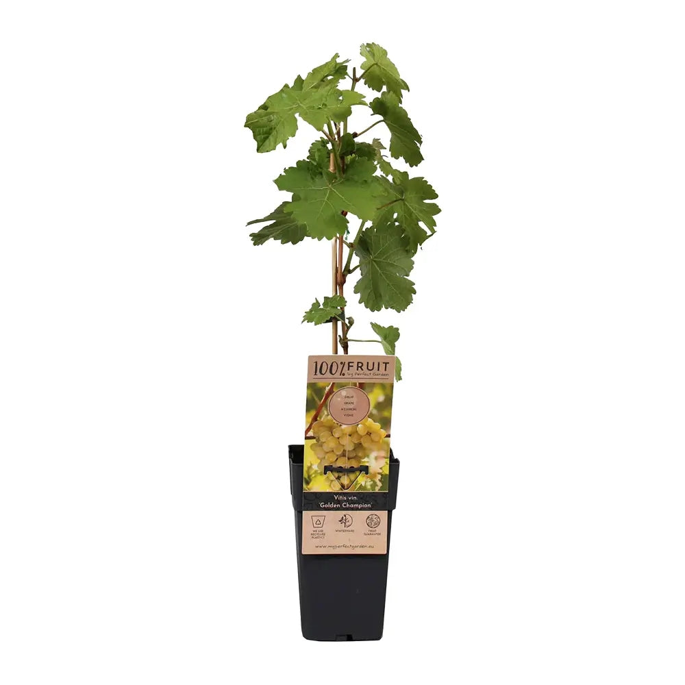 Vita de Vie (Vitis vinifera) Golden Champion, cu struguri mari galbene, an 1 pe rod