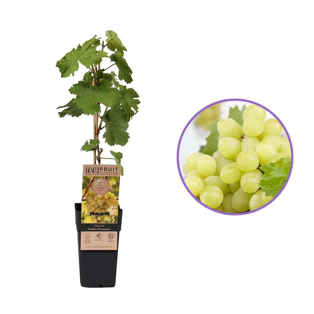 Vita de Vie (Vitis vinifera) Golden Champion, cu struguri mari galbene, an 1 pe rod