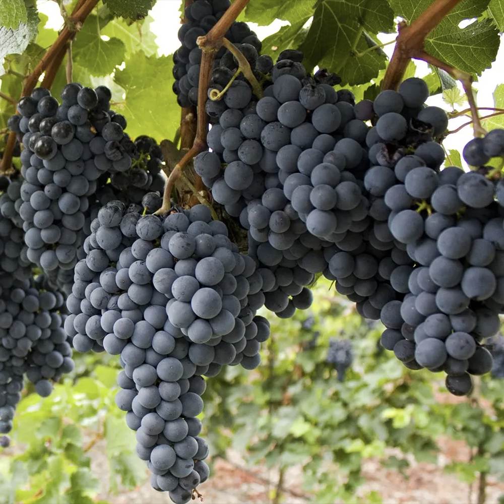 Vita de Vie (Vitis vinifera) Regent, cu struguri dulci negri, an 1 pe rod