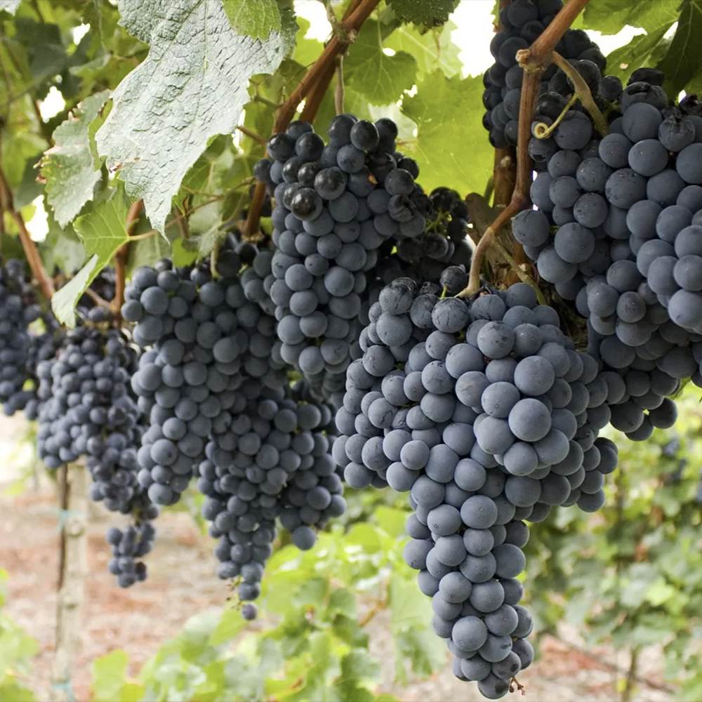 Vita de Vie (Vitis vinifera) Regent, cu struguri dulci negri, an 1 pe rod