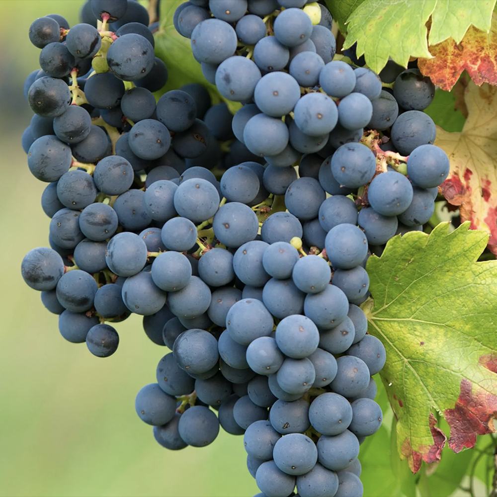 Vita de Vie (Vitis vinifera) Regent, cu struguri dulci negri, an 1 pe rod