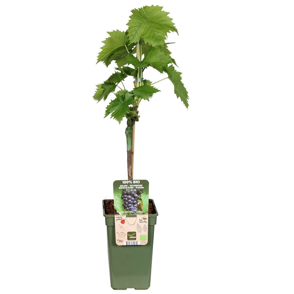 Vita de Vie (Vitis vinifera) Regent, cu struguri dulci negri, an 1 pe rod