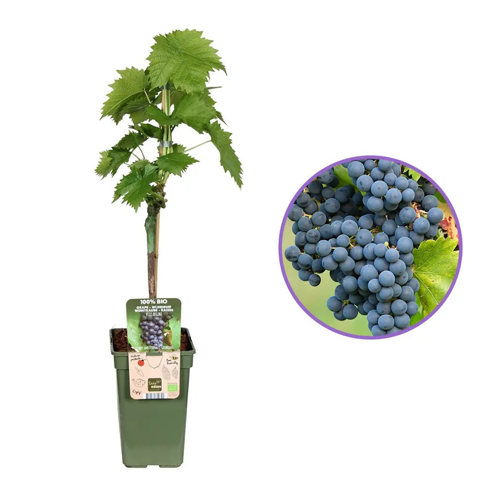 Vita de Vie (Vitis vinifera) Regent, cu struguri dulci negri, an 1 pe rod