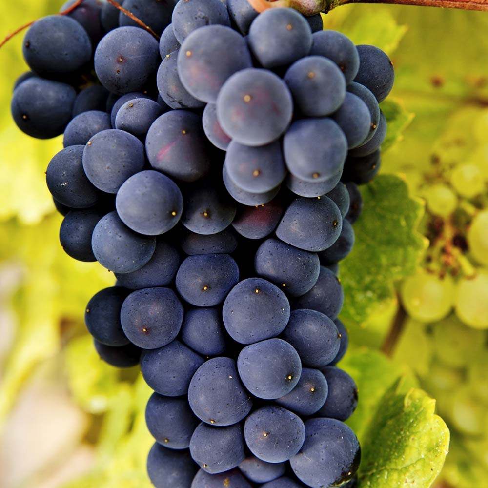 Vita de Vie (Vitis vinifera) Rembrandt, cu struguri dulci negri, an 1 pe rod