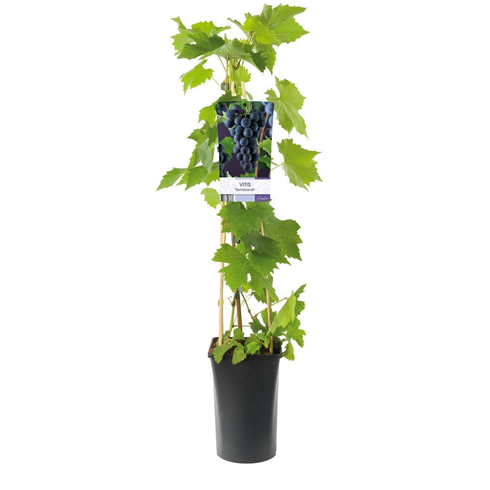 Vita de Vie (Vitis vinifera) Rembrandt, cu struguri dulci negri, an 1 pe rod