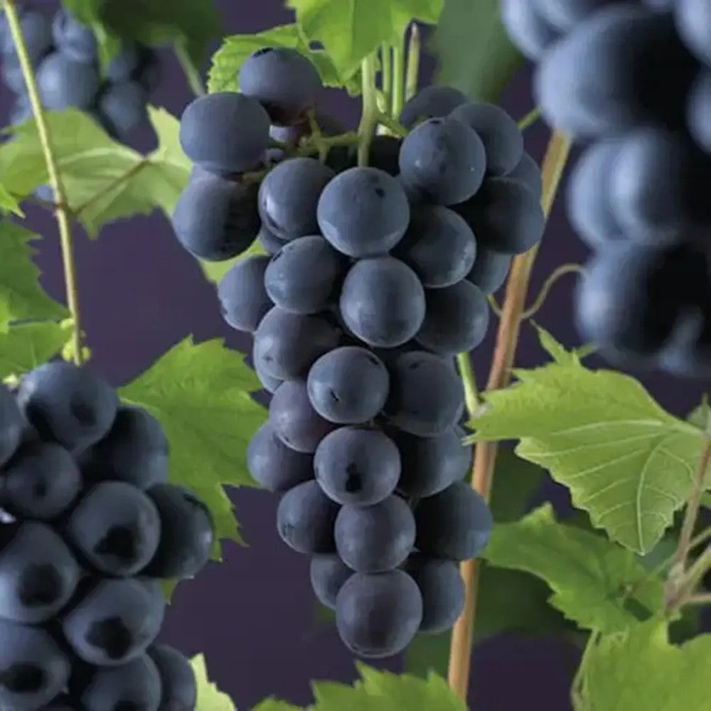 Vita de Vie (Vitis vinifera) Rembrandt, cu struguri dulci negri, an 1 pe rod