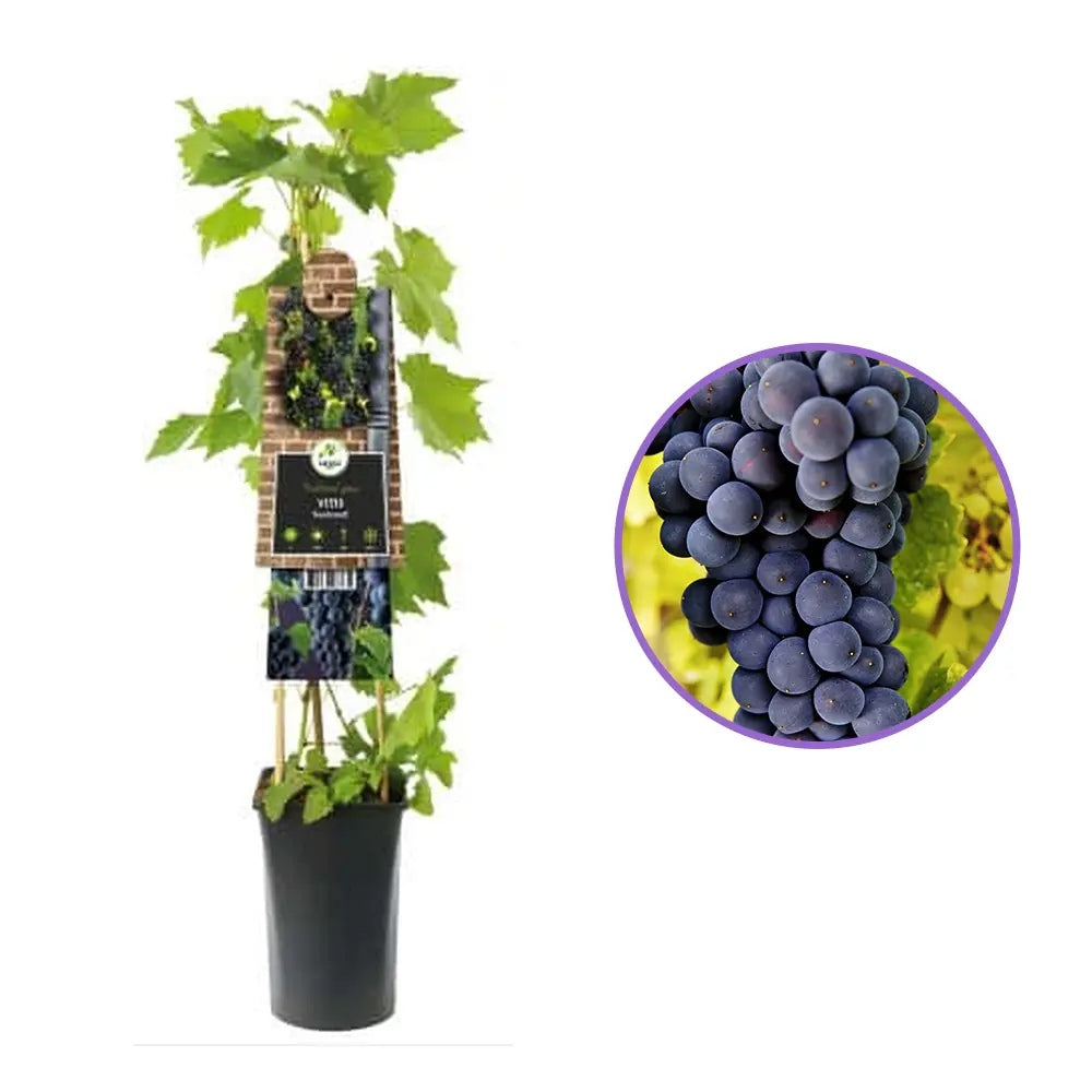 Vita de Vie (Vitis vinifera) Rembrandt, cu struguri dulci negri, an 1 pe rod