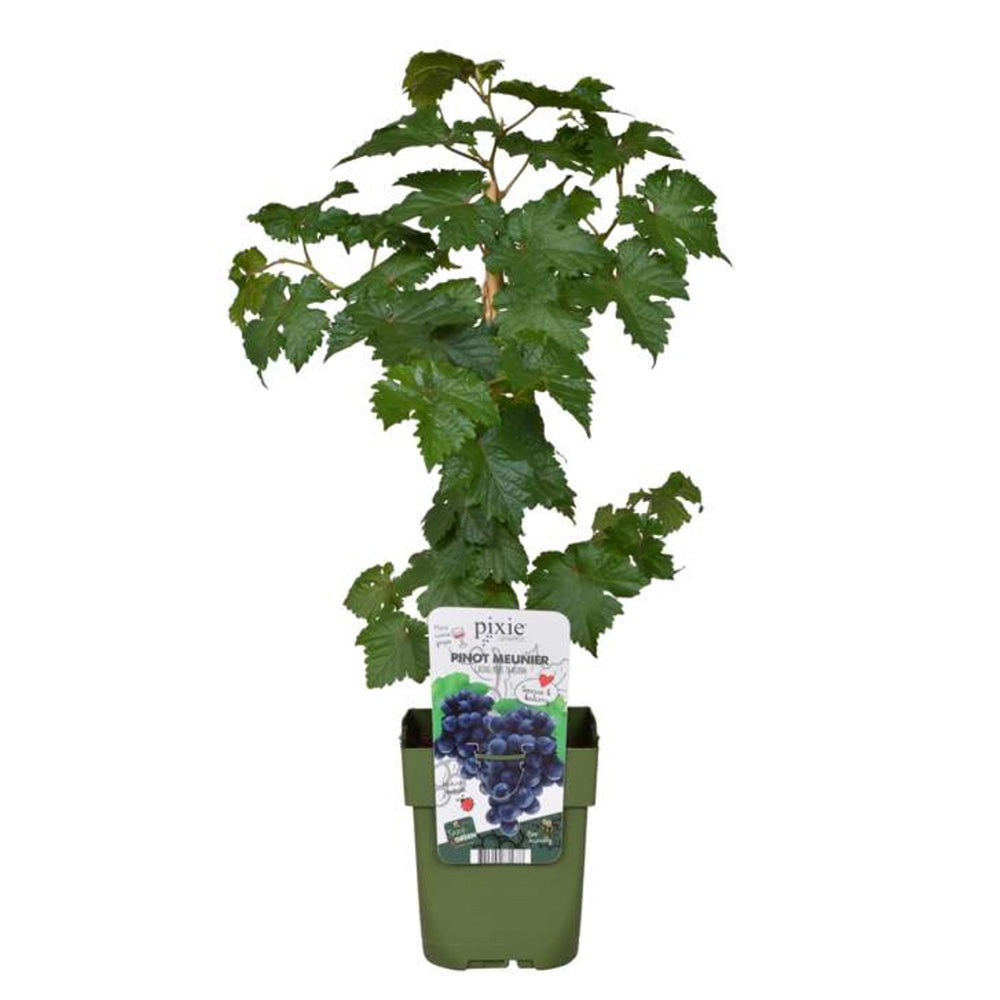 Vita de Vie (Vitis vinifera) Pinot Noir, cu struguri negri, vin aromat, an 1 pe rod