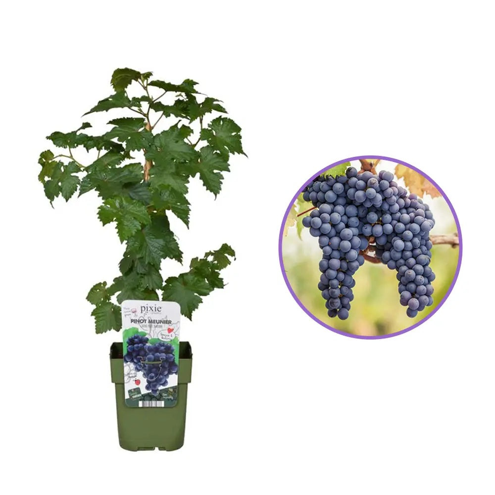 Vita de Vie (Vitis vinifera) Pinot Noir, cu struguri negri, vin aromat, an 1 pe rod