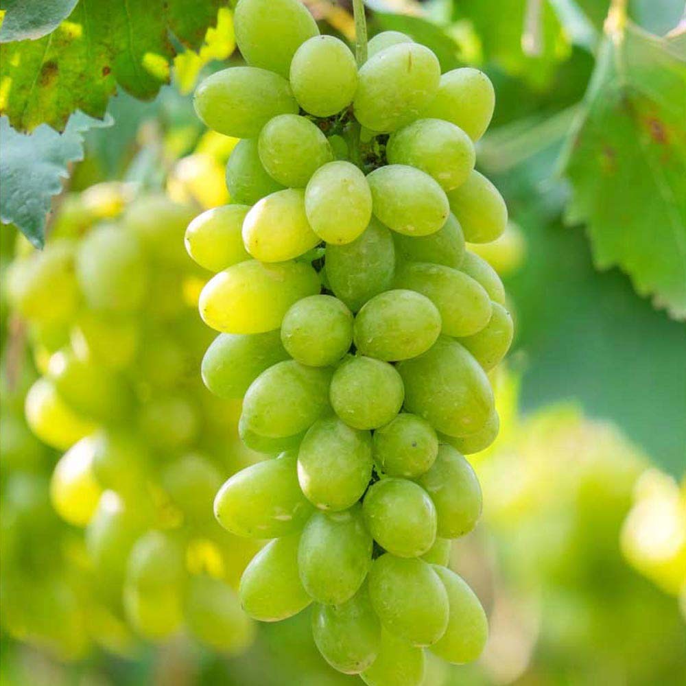 Vita de Vie (Vitis vinifera) Phoenix, cu struguri dulci galben-aurii, an 1 pe rod