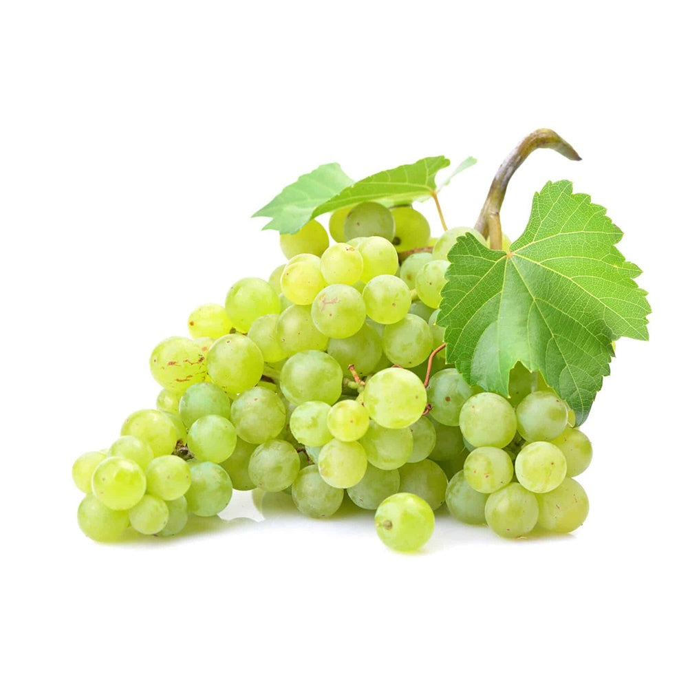 Vita de Vie (Vitis vinifera) Phoenix, cu struguri dulci galben-aurii, an 1 pe rod