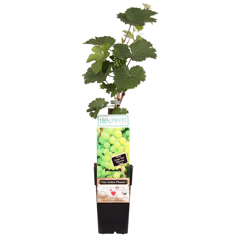 Vita de Vie (Vitis vinifera) Phoenix, cu struguri dulci galben-aurii, an 1 pe rod