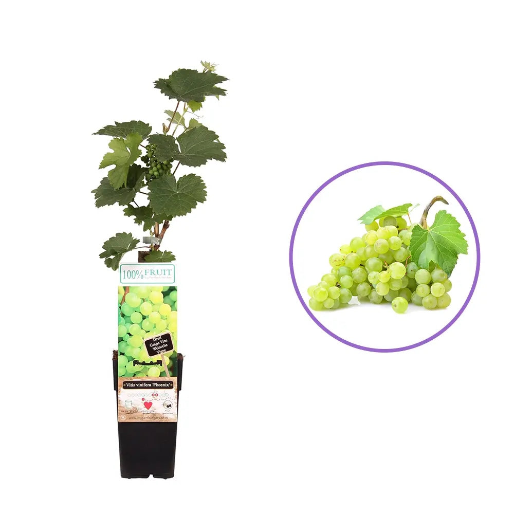 Vita de Vie (Vitis vinifera) Phoenix, cu struguri dulci galben-aurii, an 1 pe rod